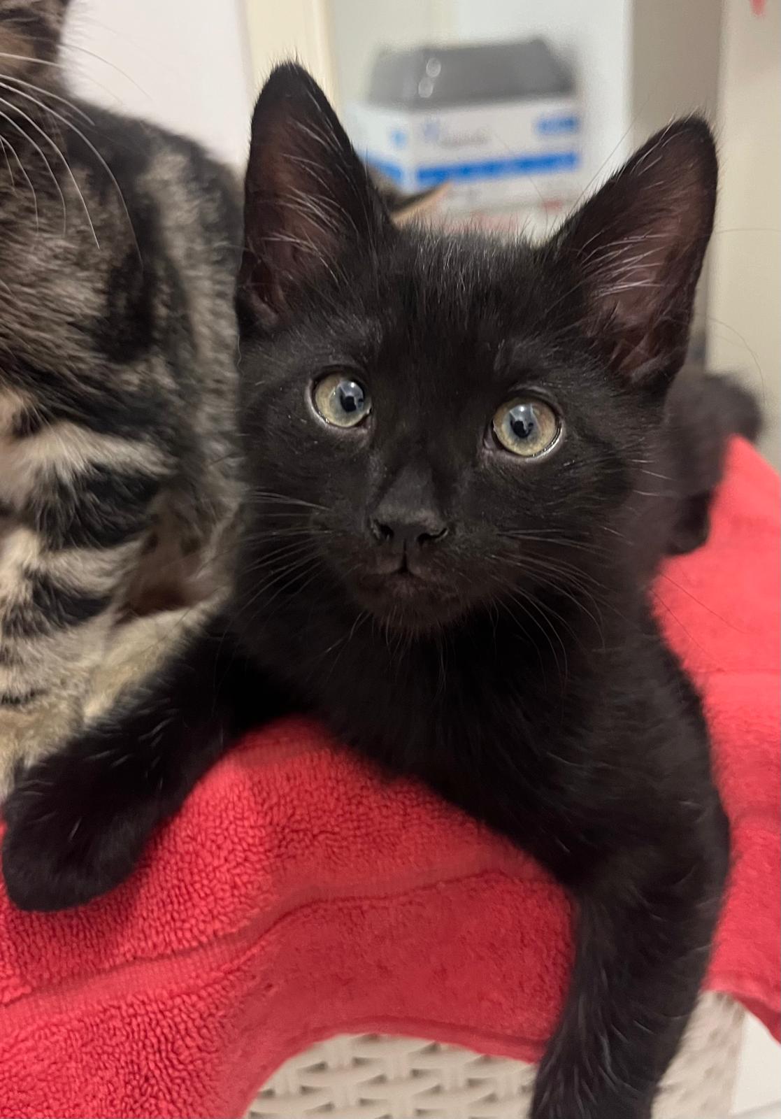 🐾 Grande nouvelle : Finley a trouvé sa famille pour la vie !