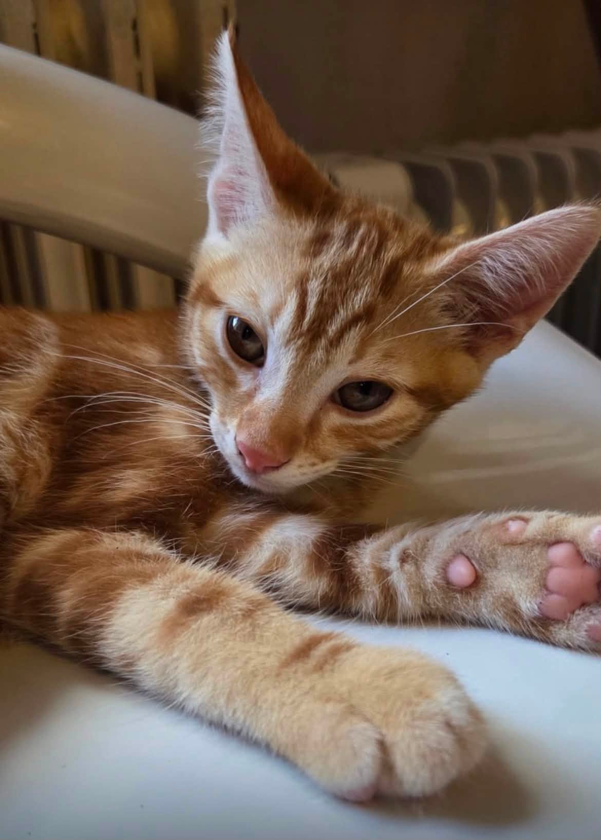 Des petits chatons seront prochainement à l’adoption !