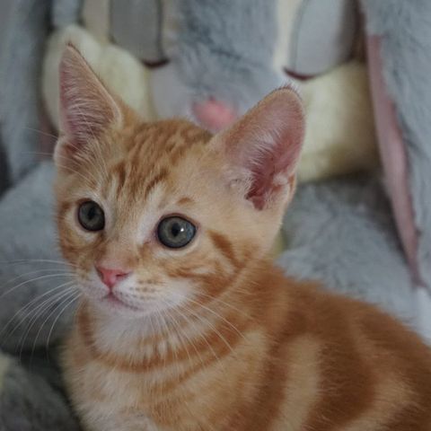 Une merveilleuse nouvelle : Kiko a trouvé sa famille pour la vie !