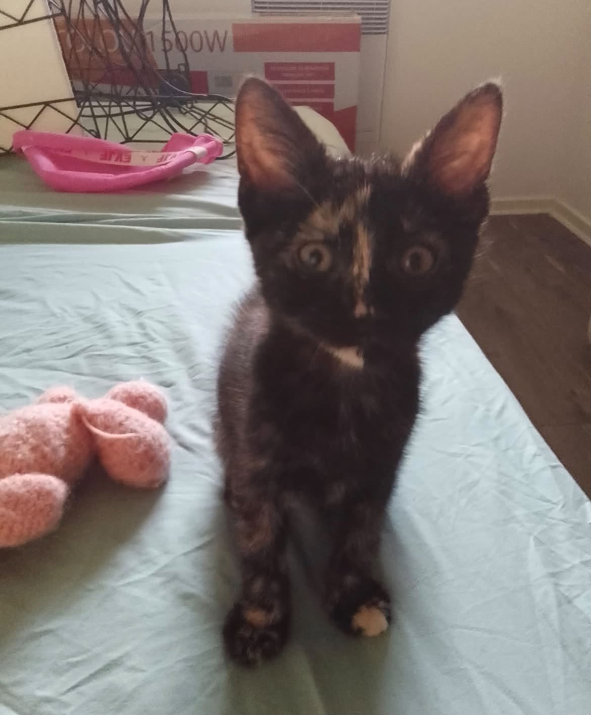 🐾 Salsa & Rumba : Adoptées ensemble !