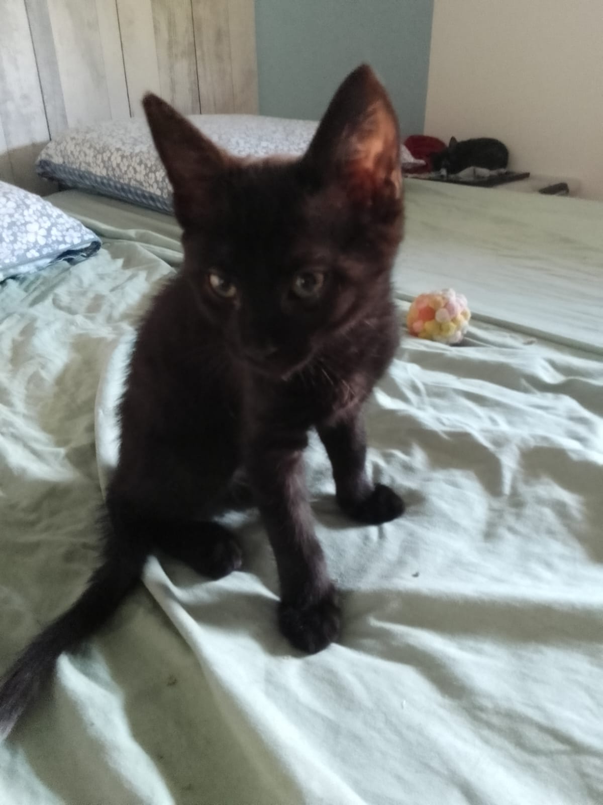 Le grand bonheur de Plume : Elle est adoptée ! 🐾🖤