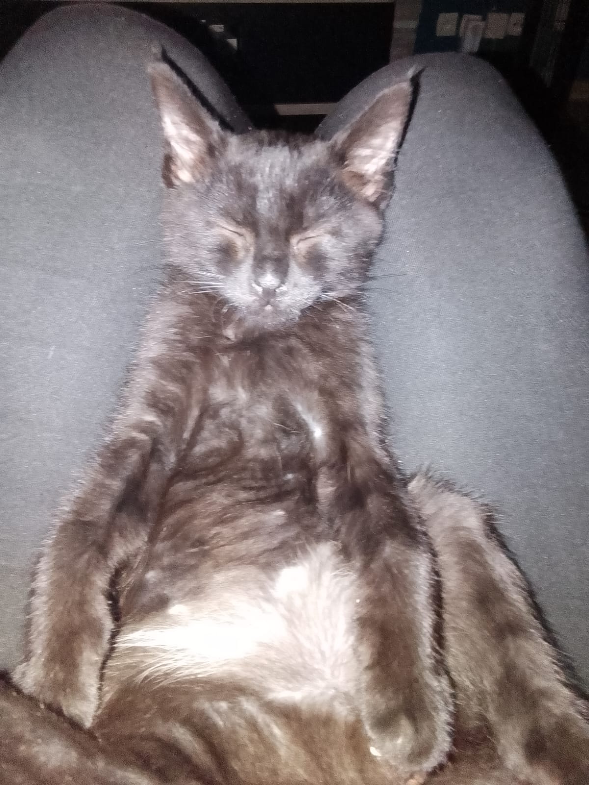 C’est officiel : Zorro a signé sa plus belle aventure ! 🐾🖤