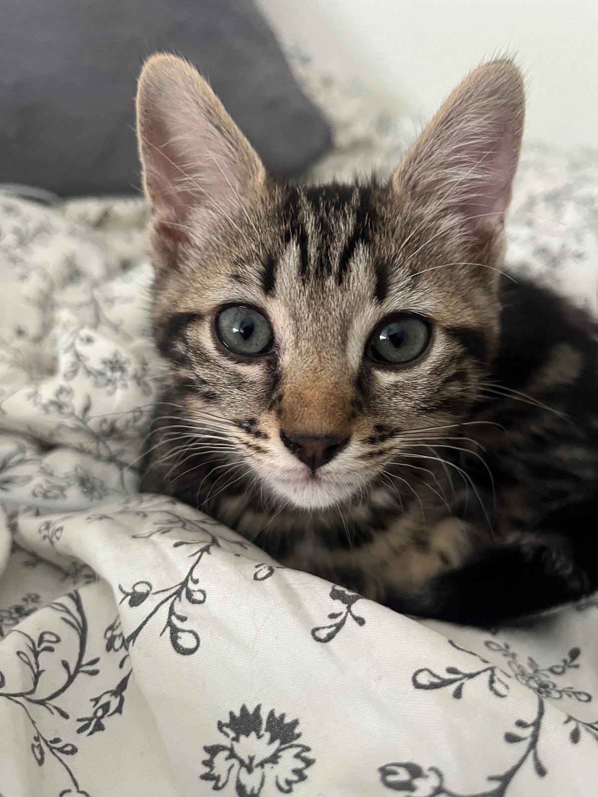 Nos frais d’adoption