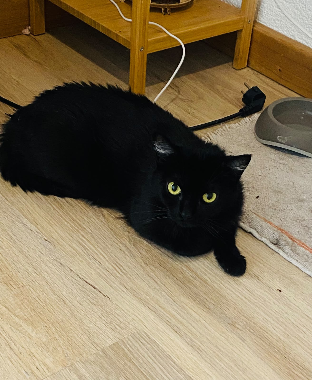 🐾 Trois nouvelles vies, trois nouveaux bonheurs !