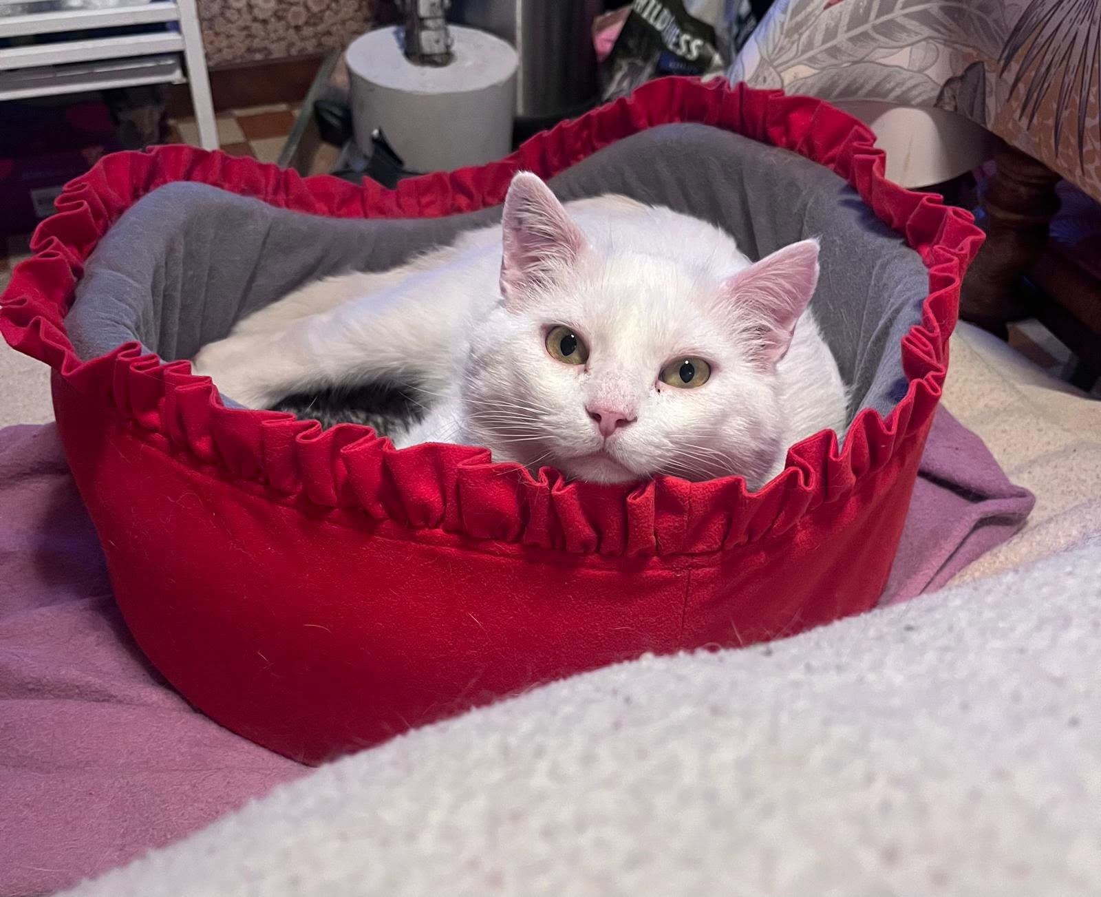 Un immense MERCI pour nos chatons… mais n’oublions pas Flocon ! 🐾