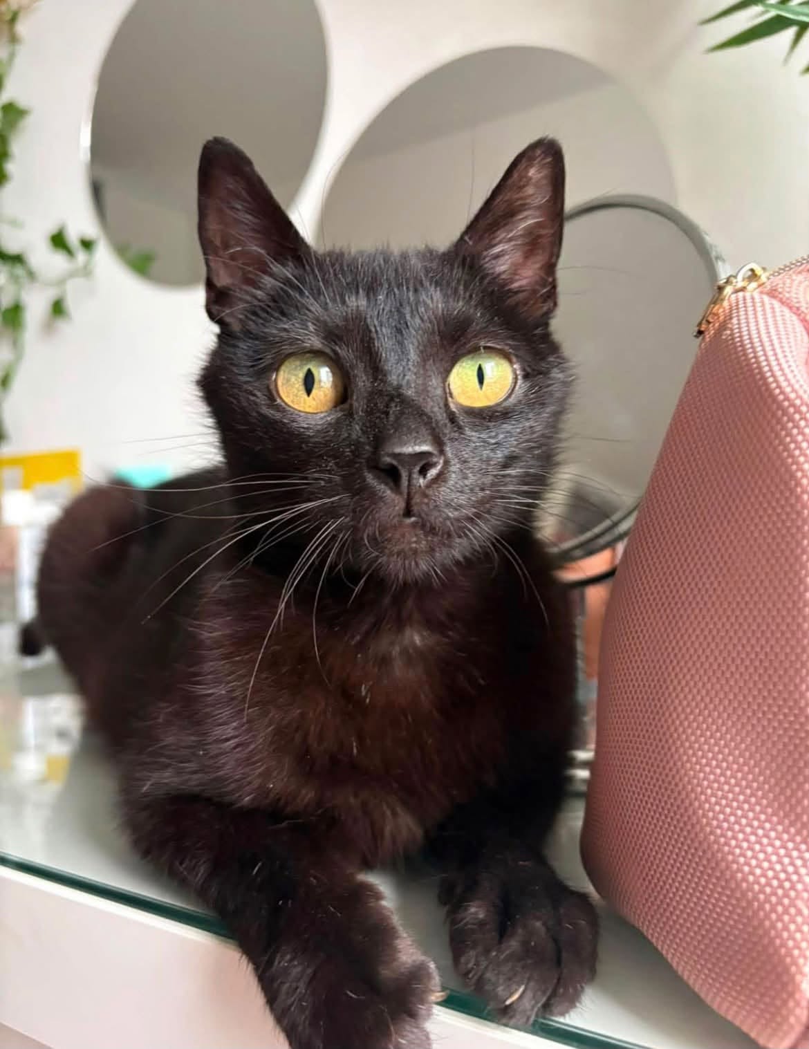 Notre belle Paillette a rejoint sa nouvelle famille ce week-end