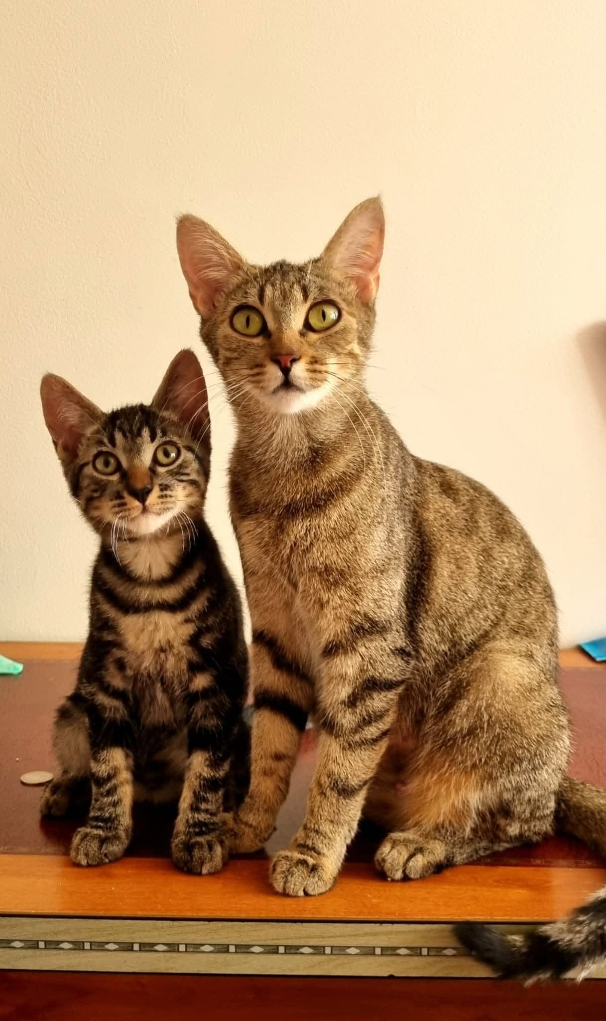 la seconde chance d'une maman chat