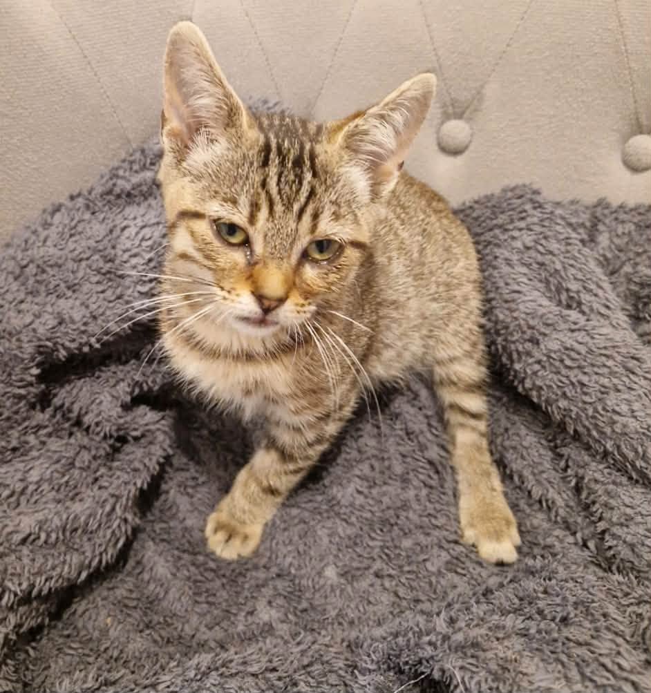 Cette semaine, ce sont 28 chats qui ont été pris en charge.